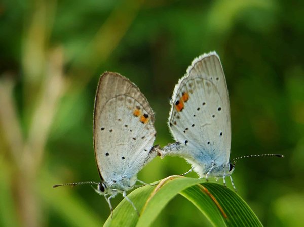 Quels sont les enjeux éthiques dans la reproduction d'œuvres d'art ?